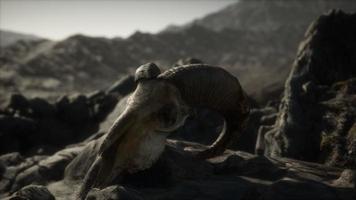 European mouflon ram skull in natural conditions in rocky mountains photo