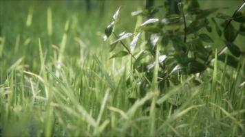 fresh green Grass on the forest photo