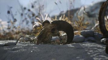 Skull of a dead ram in the desert photo