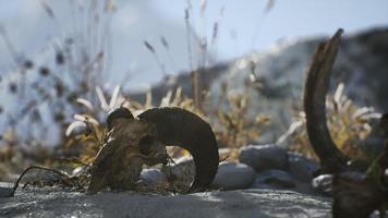 Skull of a dead ram in the desert photo