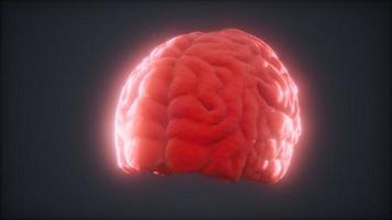 animación de cerebro humano giratorio de bucle foto