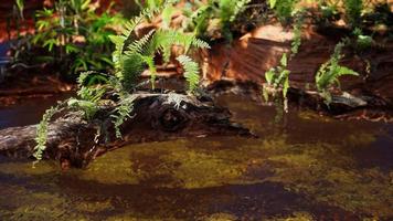 tropical golden pond with rocks and green plants photo