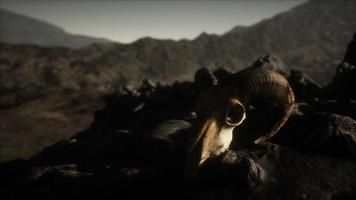 Cráneo de carnero muflón europeo en condiciones naturales en montañas rocosas foto