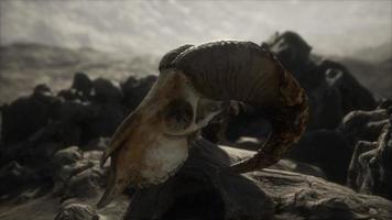 European mouflon ram skull in natural conditions in rocky mountains photo