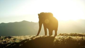 old african elephant walking in savannah against sunset photo
