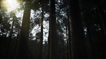 secuoyas gigantes en verano en el parque nacional de secuoyas, california foto