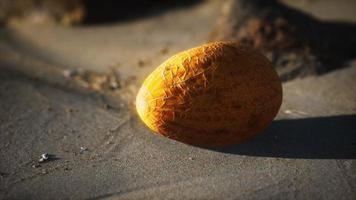Desert melon on the sand beach photo