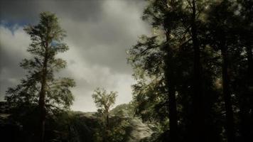 Fog and pine trees on rugged mountainside and coming storm photo