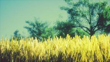 Scene of sunset or sunrise on the field with young rye or wheat in the summer photo