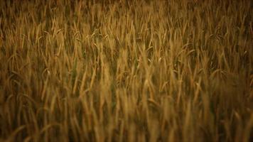 Ripe yellow rye field under beautiful summer sunset sky with clouds photo