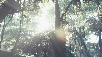 Misty jungle rainforest in fog photo