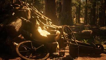 Preparation of firewood for the winter in forest at sunset photo