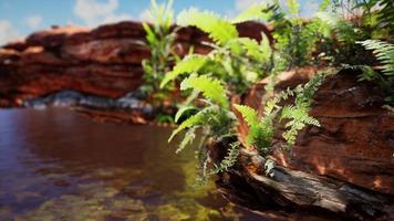 tropical golden pond with rocks and green plants photo