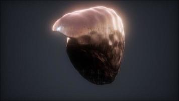 loop 3d rendered medically accurate animation of the human liver photo