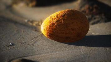 Desert melon on the sand beach photo