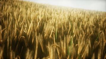 8K Ripe yellow rye field under beautiful summer sunset sky photo