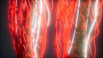 3d rendered medically accurate animation of heart and blood vessels photo