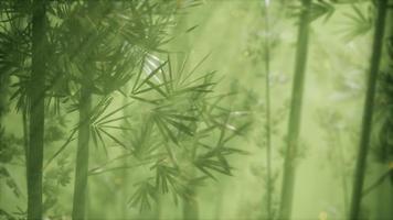 asian bamboo forest with morning fog weather photo