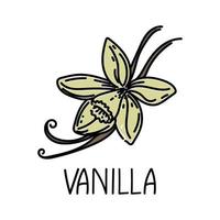 vainilla, elemento dibujado en estilo garabato. plantilla de diseño de embalaje de logotipo y emblema - especias y hierbas - flor y vainas de vainilla. logotipo en un estilo lineal de moda. vector