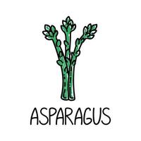 Asparagus, drawn element in doodle style. Logo and emblem packaging design template - herbs and spices - asparagus. Logo in a trendy linear style. vector