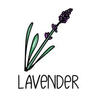 lavanda, elemento estilo garabato dibujado a mano. plantilla de diseño de embalaje de logotipo y emblema - especias - lavanda. logotipo en un estilo lineal de moda. vector