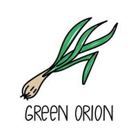 Green onion, hand-drawn doodle-style element. Logo and emblem packaging design template - spices and herbs - green onion feathers. Logo in a trendy linear style. vector