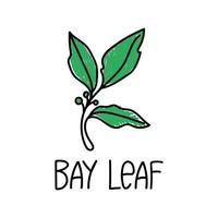 bay leaf, drawn element in doodle style. Packaging design template logo and emblem - herbs and spices - laurel leaf. Logo in a fashionable linear style. vector