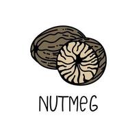 Nutmeg, drawn element in doodle style. Logo and emblem packaging design template - herbs and spices - nutmeg. Logo in a trendy linear style. vector