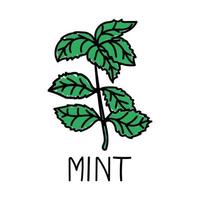 Mint, hand-drawn doodle-style element. Logo and emblem packaging design template - spices - mint leaves. Logo in a trendy linear style. vector