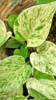 Photo of green leaves from white-patterned betel leaf vines growing in the yard of the house