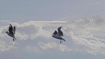 zeemeeuw die over de bewolkte grijze lucht vliegt video
