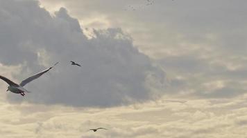 Möwe fliegt über den wolkigen grauen Himmel video