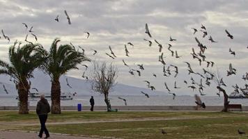 oiseaux volant dans le ciel et passants sur la plage de la ville video