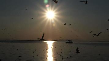 oiseaux de mer flottant et volant sur le rivage de la plage video