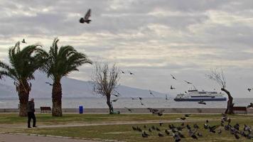 Birds Flying Sky And People Walking On The City Beach video