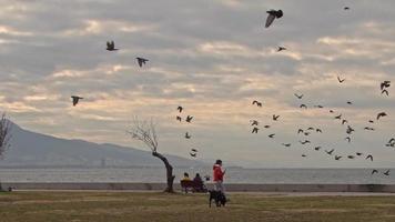 Vögel, die in den Himmel fliegen, und Menschen, die am Stadtstrand spazieren gehen video