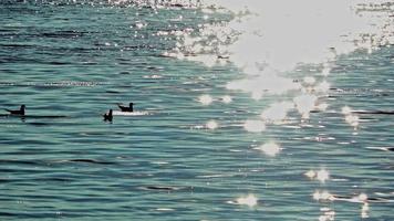 Seevögel schwimmen und fliegen am Strandufer video