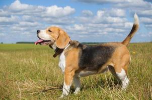 bello retrato de un beagle sobre un fondo de nubes blancas foto