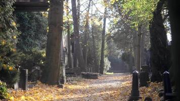 een oude joodse begraafplaats in wroclaw, polen - breslau - grafplaten en crypten zijn begroeid met klimop video