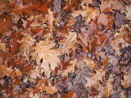 brown leaves texture background photo