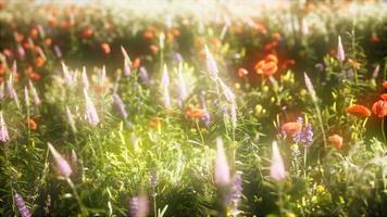 8k wild flowers in the field photo