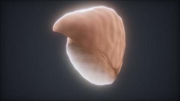 loop 3d rendered medically accurate animation of the human liver photo