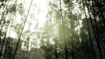 paisaje de árboles de bambú en la selva tropical, malasia foto