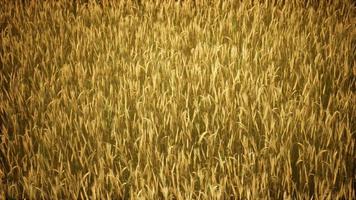 Ripe yellow rye field under beautiful summer sunset sky with clouds photo