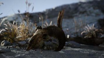 Skull of a dead ram in the desert photo