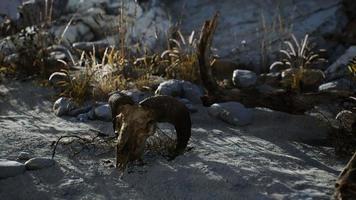 8k Skull of a dead ram in the desert photo
