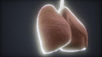loop 3d rendered medically accurate animation of the human lung photo