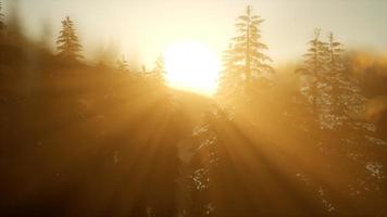 Pine forest on sunrise with warm sunbeams photo