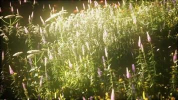 wild flowers in the field photo