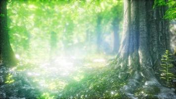 Sunbeams Shining through Natural Forest of Beech Trees photo